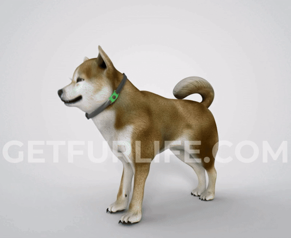 FurLife™ 12 Months Flea and Tick Free image 9