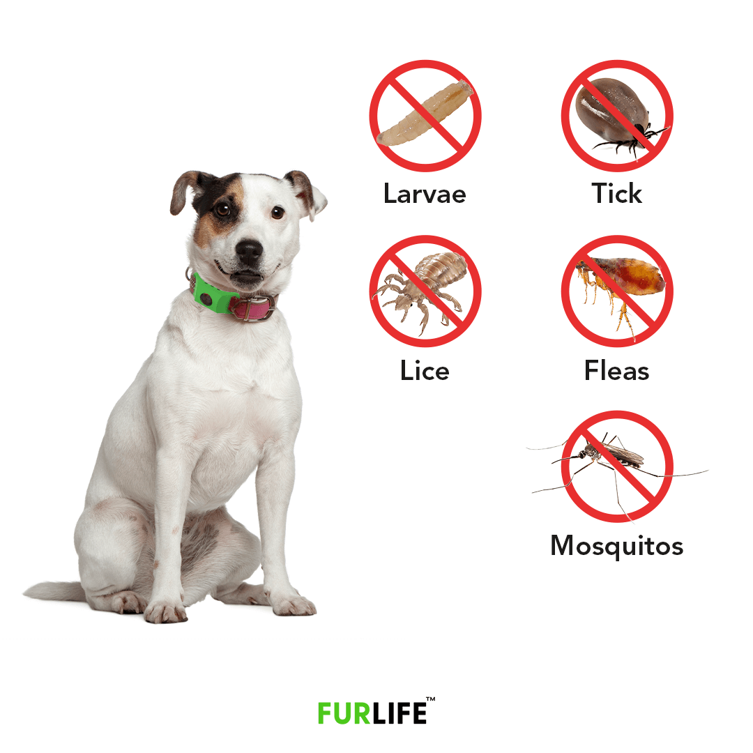 FurLife™ 12 Months Flea and Tick Free image 10