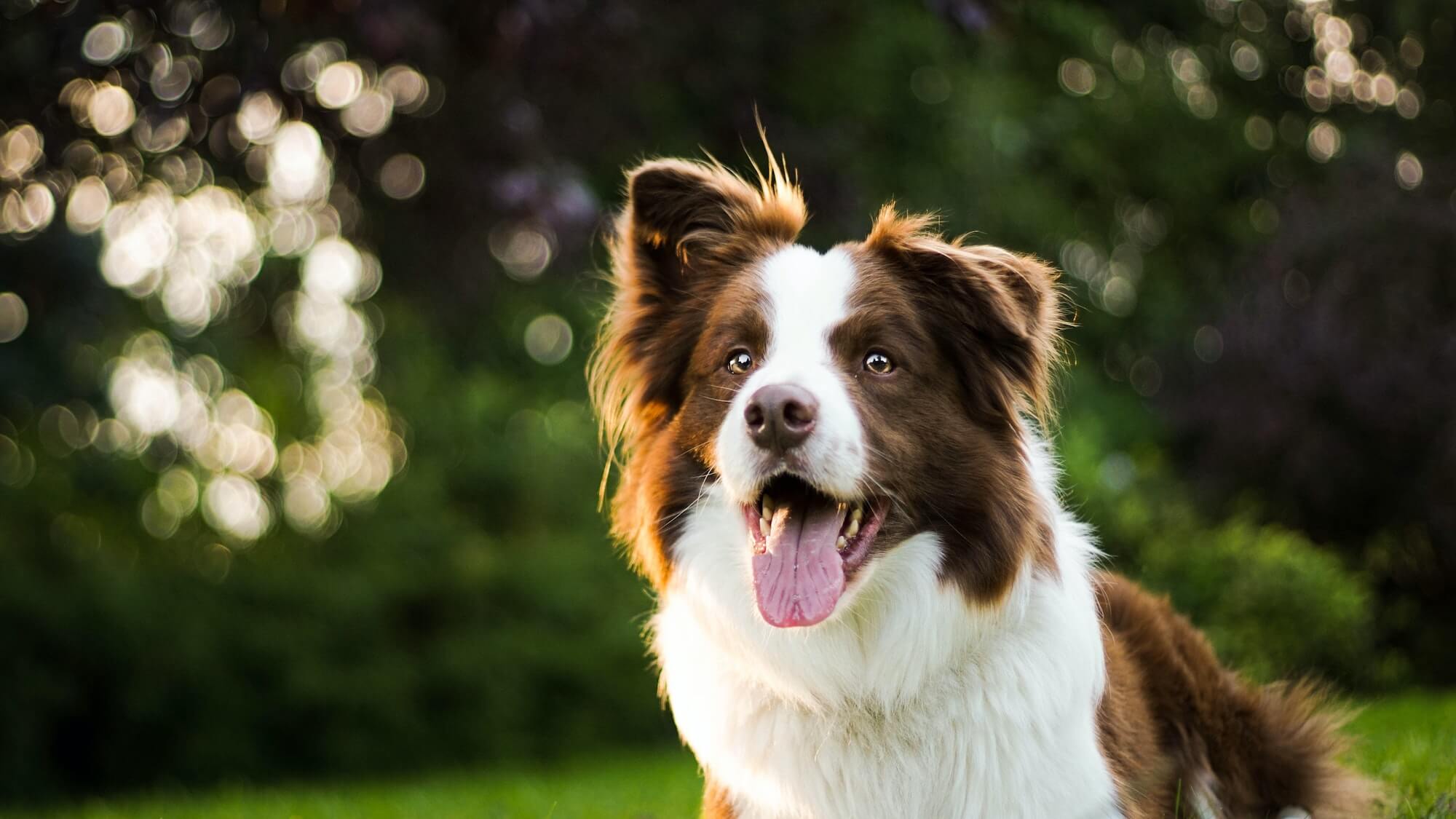 FurLife™ 12 Months Flea and Tick Free image 13