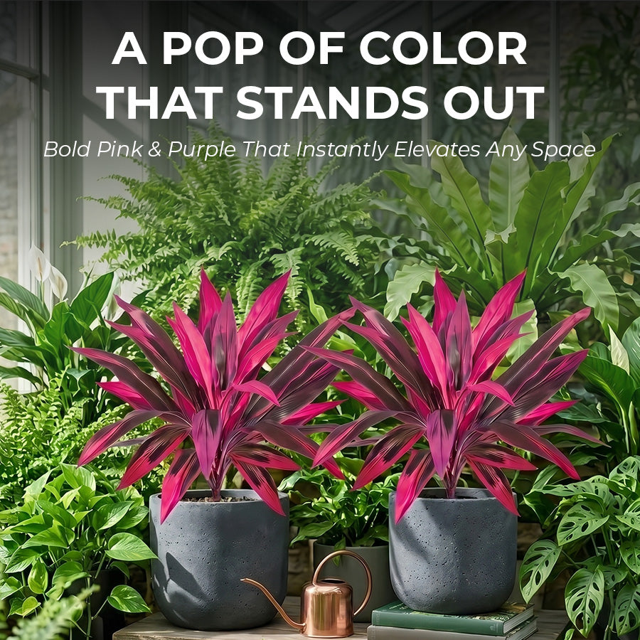 🔥Last Day 50% OFF🔥2Pcs Artificial Boston Fern & Dragon's Blood Tree Plants-WL